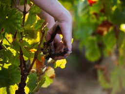 Decade, Riesling Sekt 2012, Bamberger Decade, Riesling Sekt 2012, Bamberger