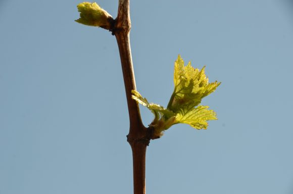 Weingut Fritz Keller Weingut Fritz Keller